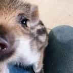 Lot-et-Garonne : elle se bat pour adopter un marcassin qui avait trouvé refuge dans son jardin, après avoir été traqué par des chasseurs