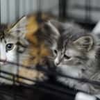 La ville de Bordeaux dit non aux salons d'exposition de chiots et de chatons sur son territoire