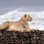 La lionne Gamma