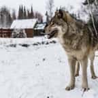 Dans cet incroyable hôtel au Canada, vous pouvez dormir avec les loups