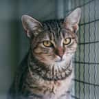 Chat abandonné en cage