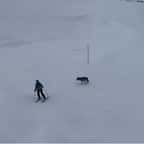 VIDÉO - un loup filmé juste derrière un skieur sur une piste en Haute-Savoie