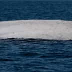 La baleine bleue albinos observée au Mexique 