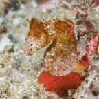 Voici hippocampus nalu, le tout premier hippocampe pygmée africain !