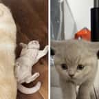 En Australie, un chat apporte du réconfort à un chien souffrant d’anxiété 