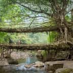 Découvrez les incroyables «ponts vivants» de la région la plus pluvieuse du monde !