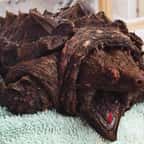 Capable de couper un doigt humain, cette tortue effrayante a été repérée dans un lac en Angleterre