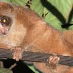 Le loris lent de Bangka 