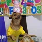 Une famille organise une fête d’anniversaire pour son chien, le toutou affiche sa joie avec un grand sourire