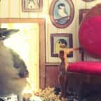 Elle invite les petits oiseaux de son jardin chez elle, grâce à des salons miniaturisés... Les photos sont trop mignonnes !