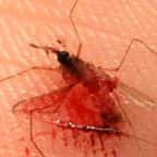 Si vous buvez de la bière cet été, vous avez intérêt à investir en anti-moustique... Et voici pourquoi !
