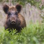 Un sanglier