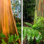 Ces arbres aux couleurs de l’arc-en-ciel sont des merveilles de la nature