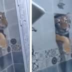 Le tigre passe par la fenêtre