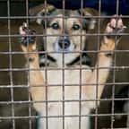 Les petits refuges animaliers ne recevront pas d'aide financière du gouvernement
