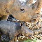 Le b&eacute;b&eacute; rhinoc&eacute;ros blanc et sa m&egrave;re