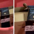 VIDÉO. Elle commande une manette Xbox, ouvre son colis et découvre… un cobra vivant