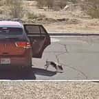 Capture d'écran montant un conducteur abandonner son chiot dans la rue 