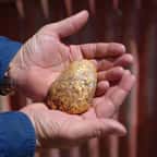 Les mains d'un chercheur d'or amateur tiennent la pépite de 1,2 kg trouvée près de Tibooburra, en Australie