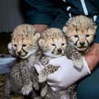 Charente-Maritime : trois adorables bébés guépards sont nés au zoo de la Palmyre