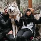 Sur cette île, un sanctuaire unique peuplé de loups amicaux avec lesquels vous pouvez sympathiser