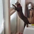 Un hôtel islandais a embauché un chat pour ses qualités de chasseur de souris