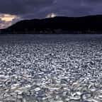 Au Japon, des milliers de sardines et maquereaux s’échouent sur une plage pour une raison mystérieuse