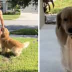 Ce Golden Retriever adore porter les courses de ses maîtres ! 