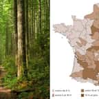 Une forêt et la carte de l'IGN
