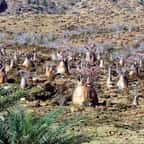 Cette île isolée est l'endroit le plus «extraterrestre» de la planète Terre ! 
