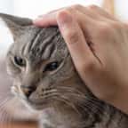 « C’est comme un miracle de Noël » : une famille anglaise retrouve son chat adoré onze ans après sa disparition 