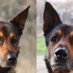 Strasbourg : un vieux chien de 13 ans, presque sourd et aveugle, cherche une famille après avoir été abandonné