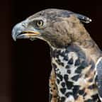 Aigle couronné