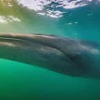 Le rorqual boréal de nouveau aperçu au large de l’Argentine 100 ans après sa disparition