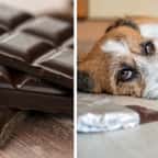 Chocolat / un chien malade après avoir consommé du chocolat 
