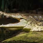 Crocodile