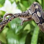 À Rennes, un python royal porté disparu activement recherché