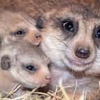 Au zoo de Miami, naissance de deux bébés suricates