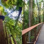 Une passerelle, perchée à 30m du sol, propose d’admirer de près les fameux séquoias géants de Californie