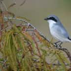 Ces oiseaux débarrassent votre jardin des insectes nuisibles