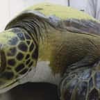 Cette tortue, repêchée au large de Buenos Aires, a déféqué des dizaines de déchets plastiques en un mois