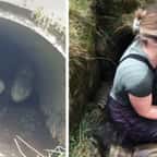 Écosse : une agricultrice courageuse rampe dans un long tunnel pour sauver ses agneaux de la noyade 