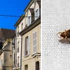 “Du jamais vu” : cet immeuble est envahi par des milliers de punaises de lit, ses habitants sont recouverts de piqûres