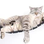 Ces accessoires pour chat se fixent sur les murs et leur offrent un terrain de jeu unique