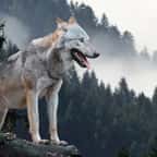 Suite à un vote historique, les loups gris vont être réintroduits au Colorado d'ici fin 2023