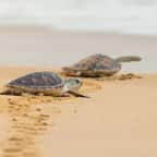 Des petites tortues marines sur le sable