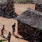 Somalie : « Une urgence nationale»  décrétée face à l’invasion des criquets pèlerins