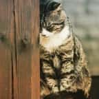 Royaume-Uni : Les décès et décapitations de chats provoquent l'effroi des Londoniens