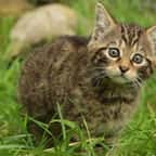 Deux chatons sauvages sont nés en Écosse alors que l’espèce est « fonctionnellement éteinte »