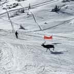 Le cerf sur la piste de ski